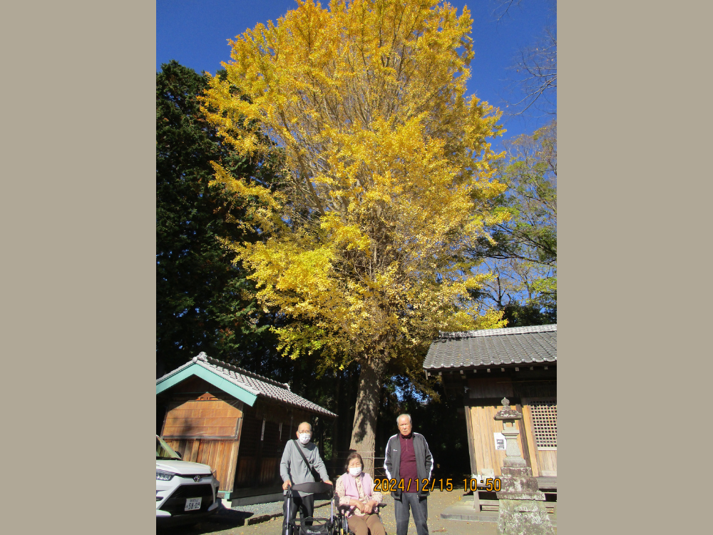 静岡市清水区老人ホーム_銀杏黄葉押切八幡神社